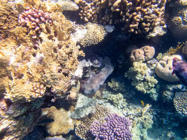 Colorful Inhabitants Red Sea Coral Reef — Stock Photo, Image