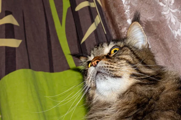 Retrato Gato Maine Coon Gris Llamado Fedor — Foto de Stock
