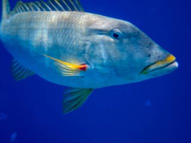 Kızıl Deniz 'in mercan resifinde trompet imparatoru.