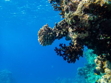 Kızıl Deniz 'in mercan resiflerinin olağanüstü güzel sakinleri.