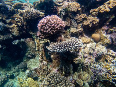 Kızıl Deniz 'in mercan resiflerinin olağanüstü güzel sakinleri.