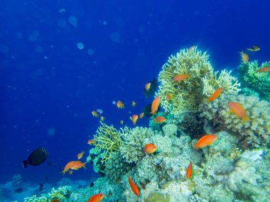 Kızıl Deniz 'in mercan resiflerinin olağanüstü güzel sakinleri.