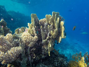 Kızıl Deniz 'in mercan resiflerinin olağanüstü güzel sakinleri.