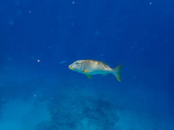 Kızıl Deniz Mercan Resifinde Trompet Imparatoru — Stok fotoğraf