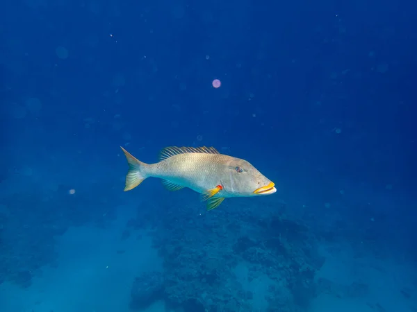 Trumpet Emperor Coral Reef Red Sea — Stock Photo, Image