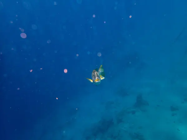 Trompeten Kaiser Korallenriff Des Roten Meeres — Stockfoto