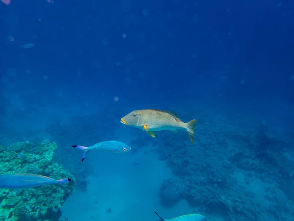 紅海のサンゴ礁のトランペット皇帝 — ストック写真