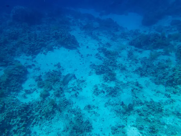 Trombita Császár Vörös Tenger Korallzátonyán — Stock Fotó