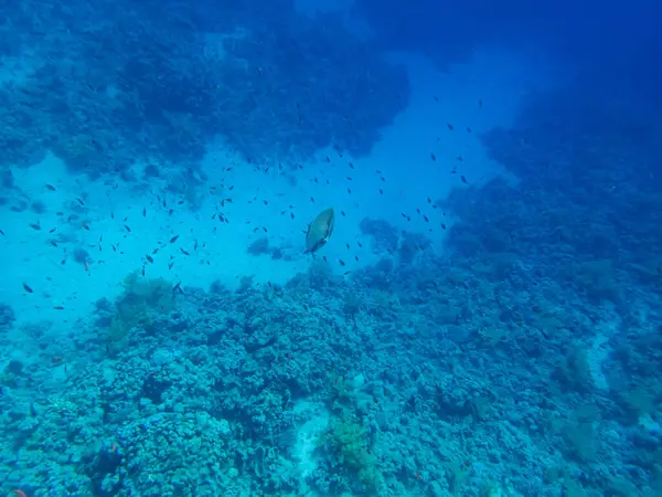 红海珊瑚礁上的王冠 — 图库照片