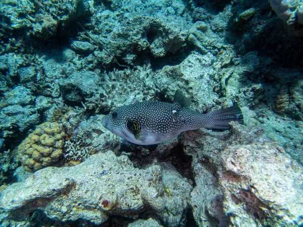 Cyclichthys Spilostylus Rafie Koralowej Morza Czerwonego — Zdjęcie stockowe