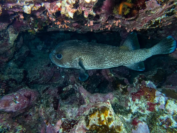 Cyclichthys Spilostylus Una Barriera Corallina Del Mar Rosso — Foto Stock