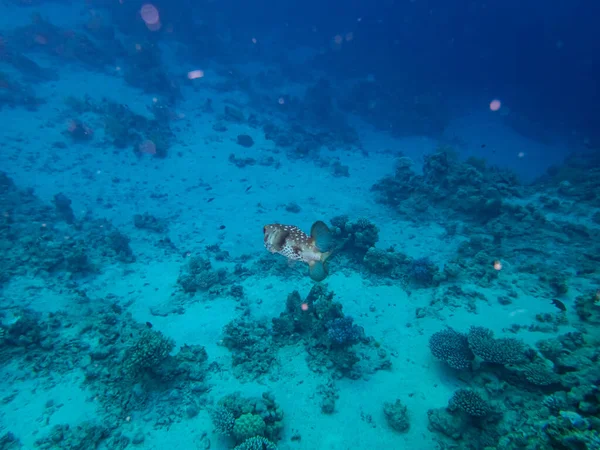 紅海のサンゴ礁のキシクシュタヒスシュタジルス — ストック写真