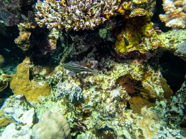 Надзвичайно Красиві Жителі Коралового Рифу Червоного Моря — стокове фото