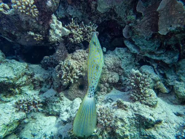 红海珊瑚礁上不同寻常的美丽居民 — 图库照片