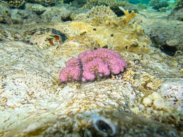 Необычайно Красивые Обитатели Кораллового Рифа Красного Моря — стоковое фото