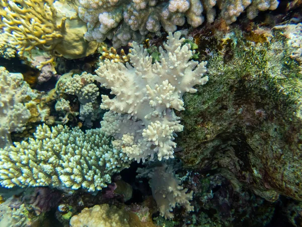 Unusually Beautiful Inhabitants Coral Reef Red Sea — Stock Photo, Image