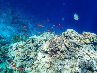 Kızıl Deniz 'in mercan kayalıklarında parlak kırmızı balık sürüsü