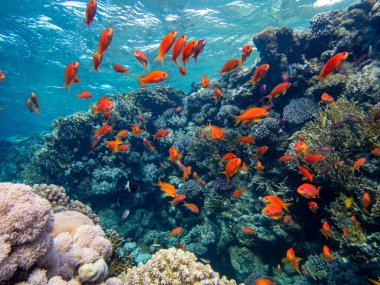 Kızıl Deniz 'in mercan kayalıklarında parlak kırmızı balık sürüsü