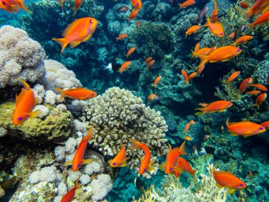 Kızıl Deniz 'in mercan kayalıklarında parlak kırmızı balık sürüsü