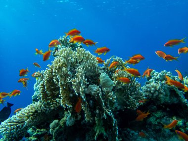 Kızıl Deniz 'in mercan kayalıklarında parlak kırmızı balık sürüsü
