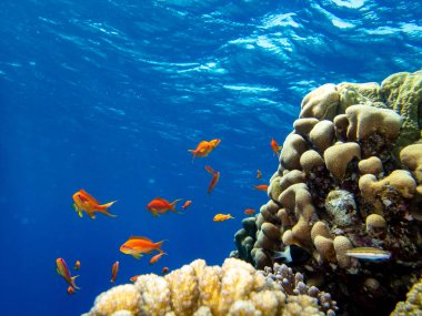 Kızıl Deniz 'in mercan kayalıklarında parlak kırmızı balık sürüsü