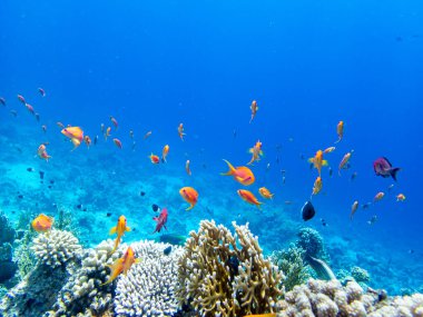Kızıl Deniz 'in mercan kayalıklarında parlak kırmızı balık sürüsü