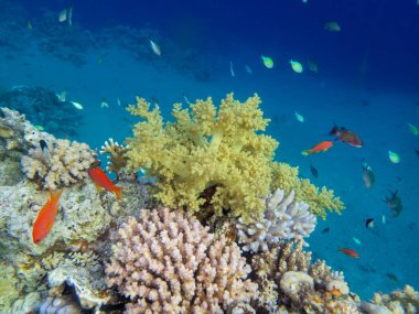 Kızıl Deniz 'in mercan kayalıklarında parlak kırmızı balık sürüsü