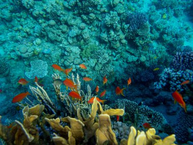 Kızıl Deniz 'in mercan kayalıklarında parlak kırmızı balık sürüsü