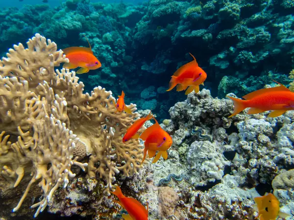 Kızıl Deniz 'in mercan kayalıklarında parlak kırmızı balık sürüsü