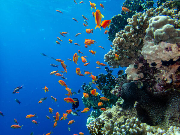 Школа ярко-красных рыб на коралловом рифе Красного моря