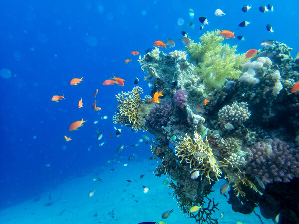 Школа ярко-красных рыб на коралловом рифе Красного моря