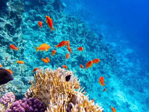 School Bright Red Fish Coral Reef Red Sea — Stock Photo, Image