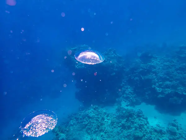Stora Luftballonger Reser Sig Från Havsbotten Korallrevet Vid Röda Havet — Stockfoto