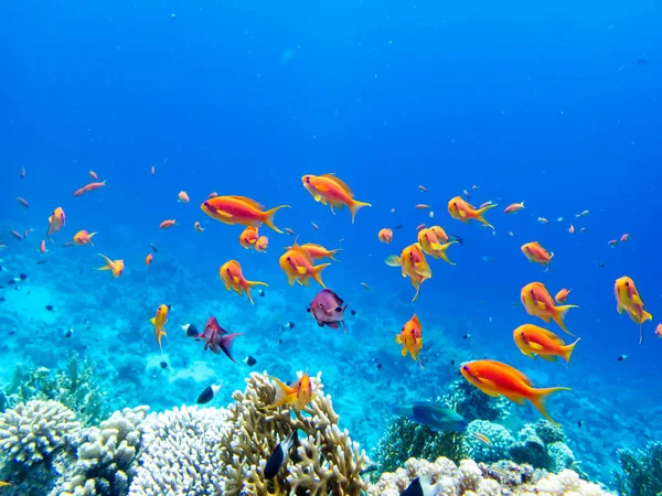 Uma Escola Peixes Vermelhos Brilhantes Recife Coral Mar Vermelho Imagem De Stock