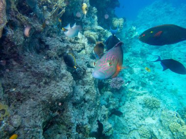 Kızıldeniz 'in mercan kayalıklarında yaşayan çeşitli insanlar.