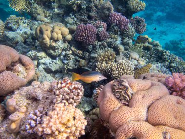 Kızıldeniz 'in mercan kayalıklarında yaşayan çeşitli insanlar.
