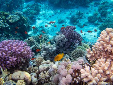 Kızıldeniz 'in mercan kayalıklarında yaşayan çeşitli insanlar.