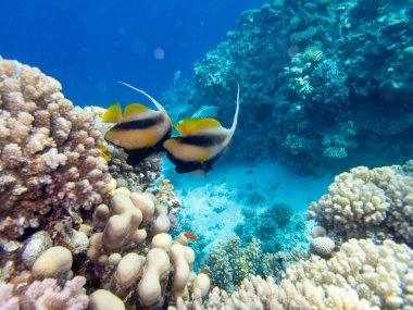 Kızıldeniz 'in mercan kayalıklarında yaşayan çeşitli insanlar.