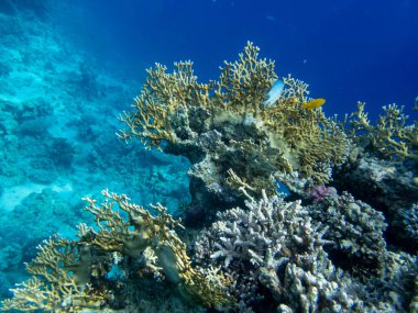 Kızıldeniz 'in mercan kayalıklarında yaşayan çeşitli insanlar.