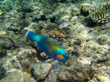 Kızıldeniz 'in mercan kayalıklarında yaşayan çeşitli insanlar.