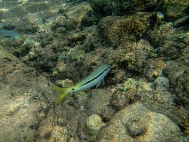 Kızıldeniz 'in mercan kayalıklarında yaşayan çeşitli insanlar.