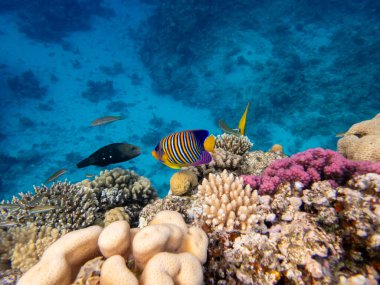 Kızıldeniz 'in mercan kayalıklarında yaşayan çeşitli insanlar.