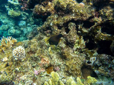 Kızıldeniz 'in mercan kayalıklarında yaşayan çeşitli insanlar.