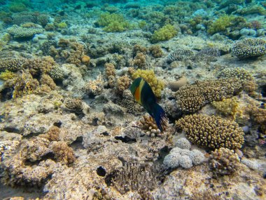 Kızıldeniz 'in mercan kayalıklarında yaşayan çeşitli insanlar.