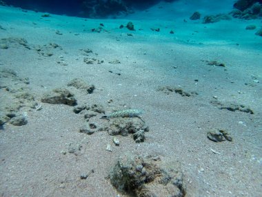 Kızıl Deniz 'in mercan kayalıklarında renkli sakinler