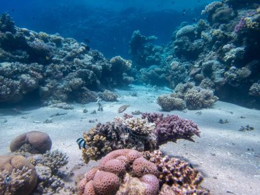 Kızıl Deniz 'in mercan kayalıklarında renkli sakinler