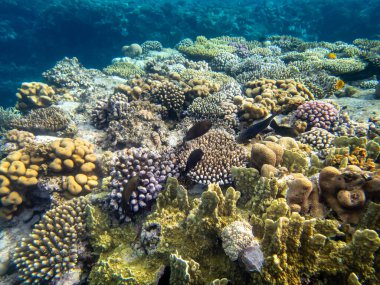 Kızıl Deniz 'in mercan kayalıklarında renkli sakinler