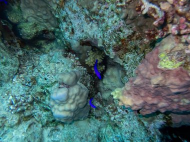 Kızıl Deniz 'in mercan kayalıklarında renkli sakinler