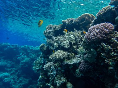 Kızıl Deniz 'in mercan kayalıklarında renkli sakinler