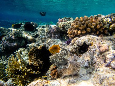 Kızıl Deniz 'in mercan kayalıklarında renkli sakinler